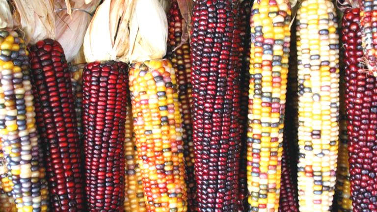 Amenazan transgénicos en la revisión del TLCAN agropecuario