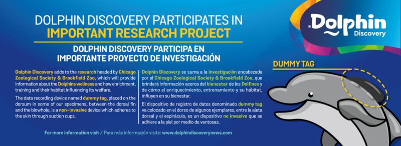 Dolphin Discovery participa en importante proyecto internacional al bienestar para los cetáceos