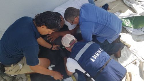 Dolphin Discovery participa en el Plan de Rescate de manatíes en Tabasco