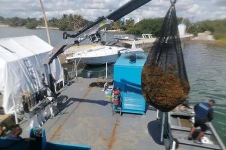 Sargazo, la amenaza que viene para el caribe mexicano, ya golpeado por el covid