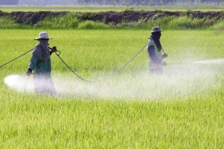 EE.UU. denuncia bloqueo agrícola de México; AMLO responde que no se permitirá el glifosato