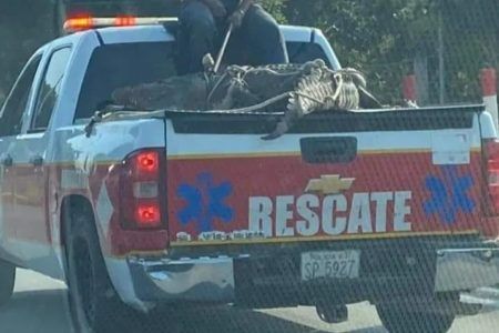 Buscan en Chetumal nuevo hogar al cocodrilo “Chencho”