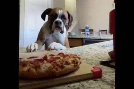 Captan a perrito intentando robar la pizza de la familia VIDEO