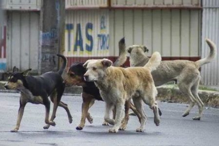 Presupuesto insuficiente para atender problema de fauna callejera en Chetumal