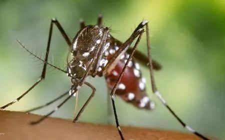 Emite CEDH medidas cautelares a SESA ante posible plaga de mosco bobo en Quintana Roo