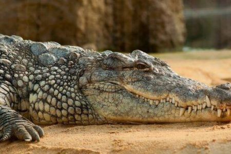 Cocodrilos dejan el agua y pasean por playas de Coatzacoalcos, Veracruz