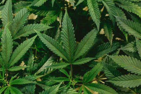 Ley de mariguana recreativa avanza en comisiones en el Senado