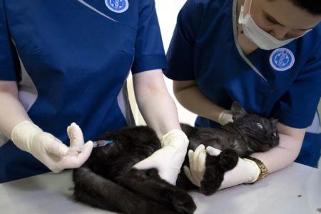 Rusia comienza a vacunar animales contra COVID-19