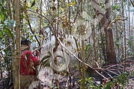 Suman 8 incendias forestales atendidos en Puerto Morelos, dos siguen activos