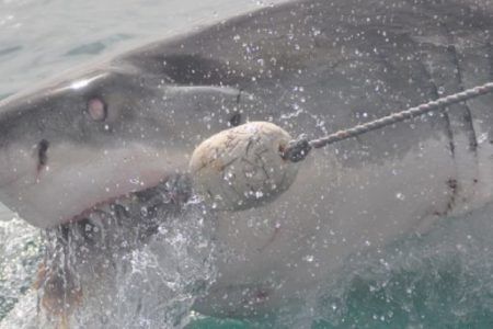 VIDEO: Se le antojo; tiburón muerde a abuelita mientras vacacionaba en una playa de Florida