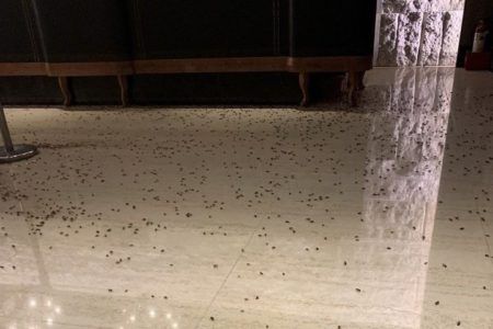 VIDEO: Con más de mil cucarachas atacan a un restaurante en China