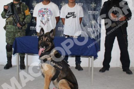 Con pistolas cargadas unidad canina atrapa a dos presuntos sicarios en Tulum