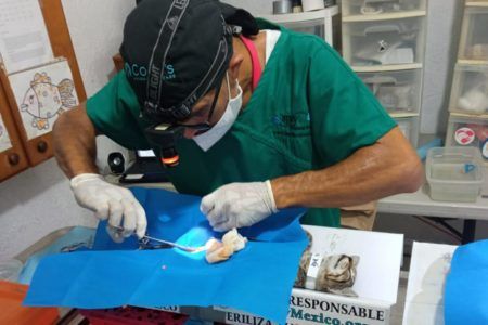ORGANIZA GOBIERNO DE PUERTO MORELOS PROGRAMA DE CONTROL POBLACIONAL DE GATOS