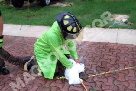 Bomberos atrapan gran cocodrilo cerca de Malecón Tajamar