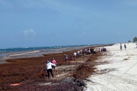CONTINÚAN LABORES DE RETIRO DE SARGAZO Y LIMPIEZA DE PLAYAS    