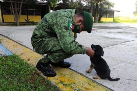 Militares dan refugio a perros que deambulan en obras de Santa Lucía