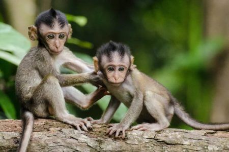 China detecta primera infección y muerte por ‘virus del mono’ en 2021