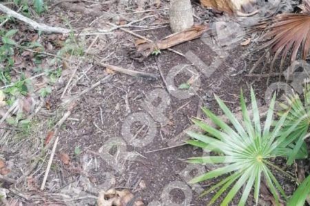 MACABRO. A escasos 8 km del centro de Tulum encuentran a hombre descabezado