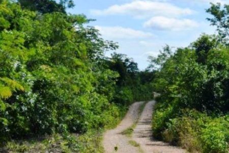 Semarnat detiene obras en el camino Playa del Carmen-Héroes de Nacozari