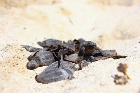 REGISTRA PUERTO MORELOS CASI 8 MIL CRÍAS DE TORTUGA ECLOSIONADAS EN LA ACTUAL TEMPORADA DE ANIDACIÓN