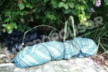 Arrojan cuerpo humano descuartizado en la colonia El Pedregal.