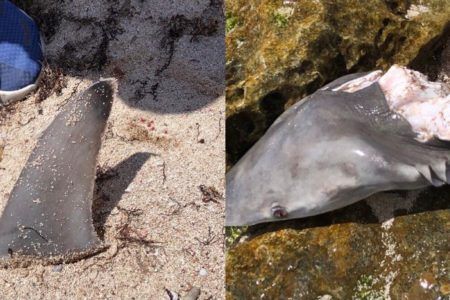 PESCA FURTIVA EN AKUMAL.- Atrapan tiburones y tortugas con trampas de redes