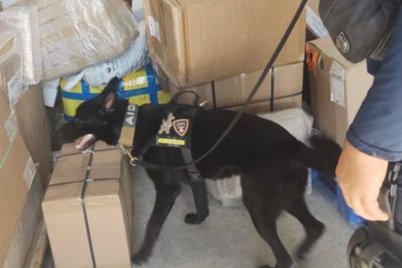 Dan golpe perros antidrogas en Playa del Carmen