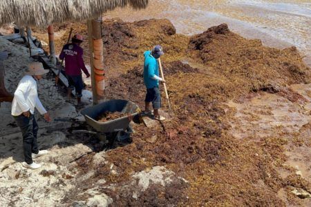 Infractores prefieren recoger sargazo para evitar multas y/o pisar la cárcel en Playa del Carmen