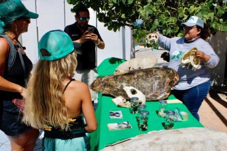 PROMUEVEN EN PUERTO MORELOS ACCIONES A FAVOR DE LAS TORTUGAS MARINAS