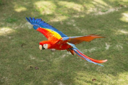 ¿Por qué es tan importante la reciente reintroducción de 16 guacamayas del parque Xcaret en “Aluxes Ecoparque”?