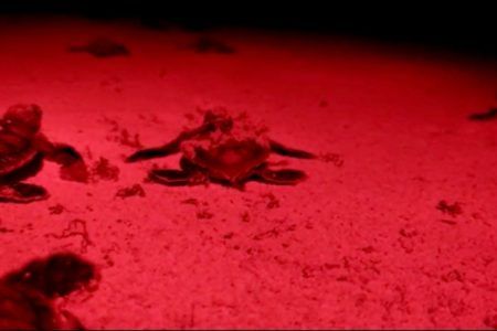 Arribo de sargazo provoca varamiento de tortugas en Playa del Carmen