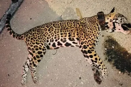 Atropellan a jaguar en Playa del Carmen
