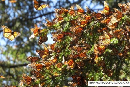 Llega mariposa Monarca a santuarios mexicanos