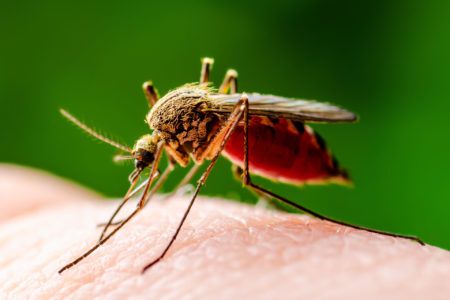 Quintana Roo está preparado para atender casos de leishmaniasis