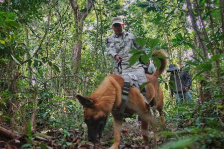 Buscan cadáveres en maleza en Isla Mujeres