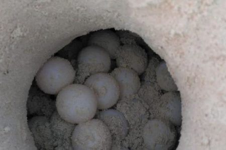 Gobierno municipal fortalece acciones para la protección de tortugas