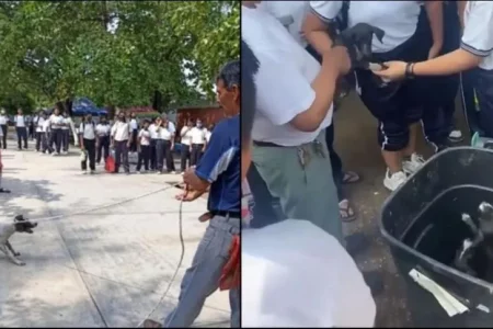 Maestro arrastra a perrita y tira a sus cachorros a la basura frente a estudiantes, en escuela de Oaxaca