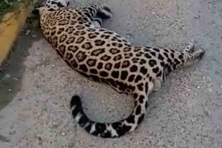 Atropellan a jaguar sobre la carretera Playa del Carmen-Tulum