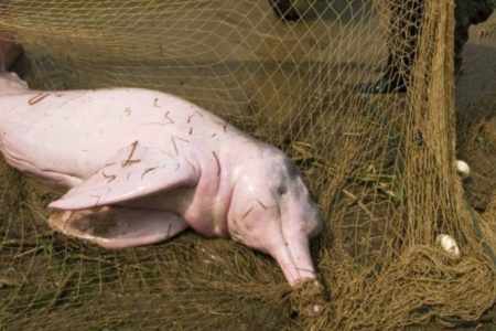 Encuentran en Brasil 110 delfines muertos en lago del Amazonas