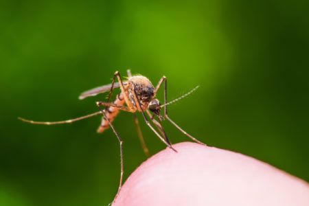 Fallece por dengue niño de 6 años en Quintana Roo; suman 7 muertes en 2023