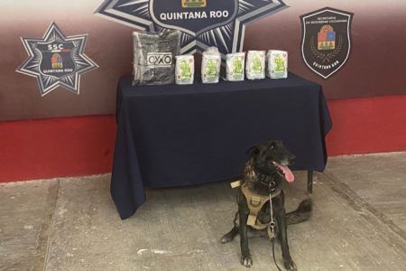 Transportaban marihuana dentro de paquetes de Maseca en Chetumal
