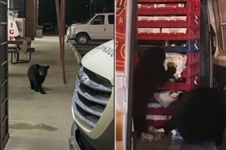 ¡Agárrenlos que son rateros! Saquean osos camioneta de donas en Alaska
