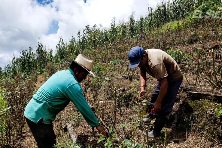 Violencia paraliza actividades del campo en Chiapas; beneficiarios de Sembrando Vida abandonan cultivos