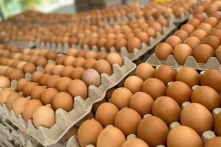 Domina México la producción y el consumo de huevo en América Latina