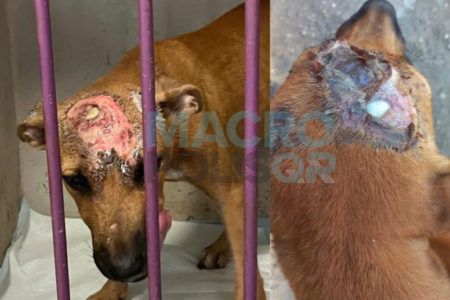 Cae el agresor del perrito en Cristo Rey
