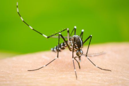 Prevenir y cuidar: acciones clave frente al repunte de casos de Dengue en México