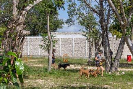 Ofrece gobierno municipal atención integral a mascotas en Solidaridad
