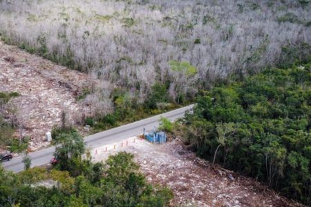 7 millones de arboles fueron destruidos por obras del Tren Maya