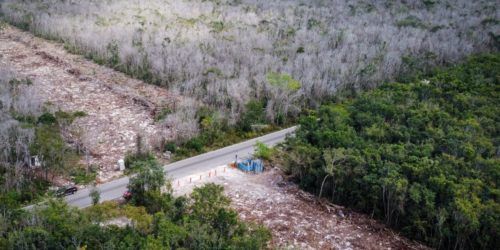 7 millones de arboles fueron destruidos por obras del Tren Maya ...