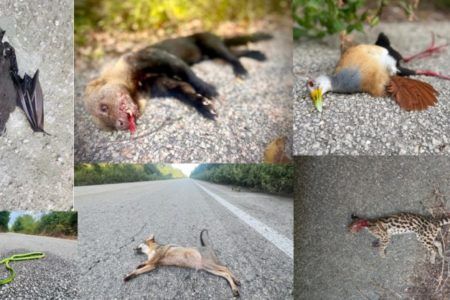 Automovilistas atropellan cinco animales salvajes al mes en Mahahual